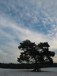 15758 Sky over tree with exposed roots.jpg